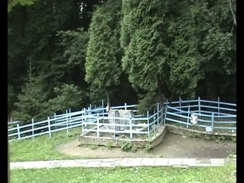 Das Grab der Kinder im Wald von Tarnow. 
