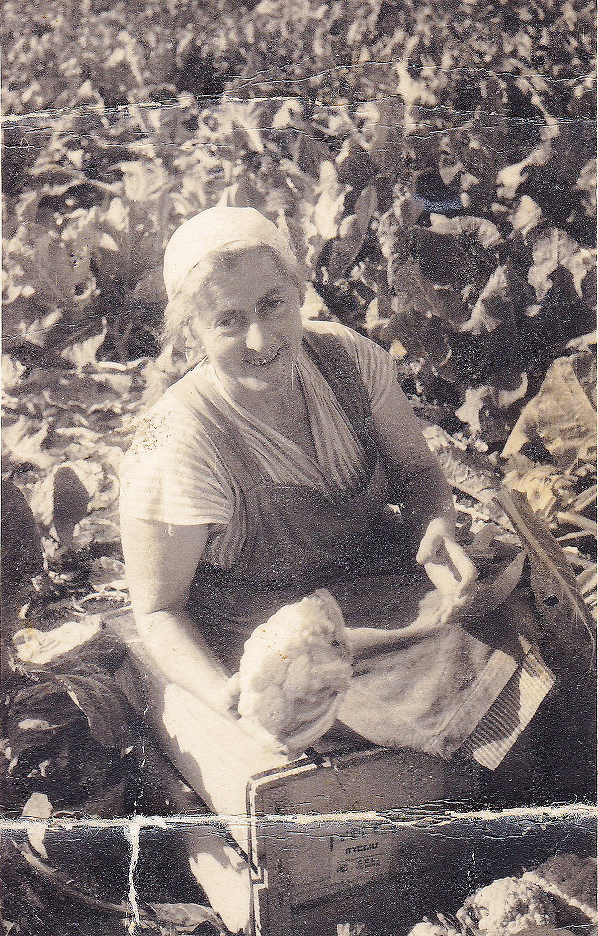 Klara Baum bei der Ernte von Blumenkohl in Shavei Tzion, 1939.
