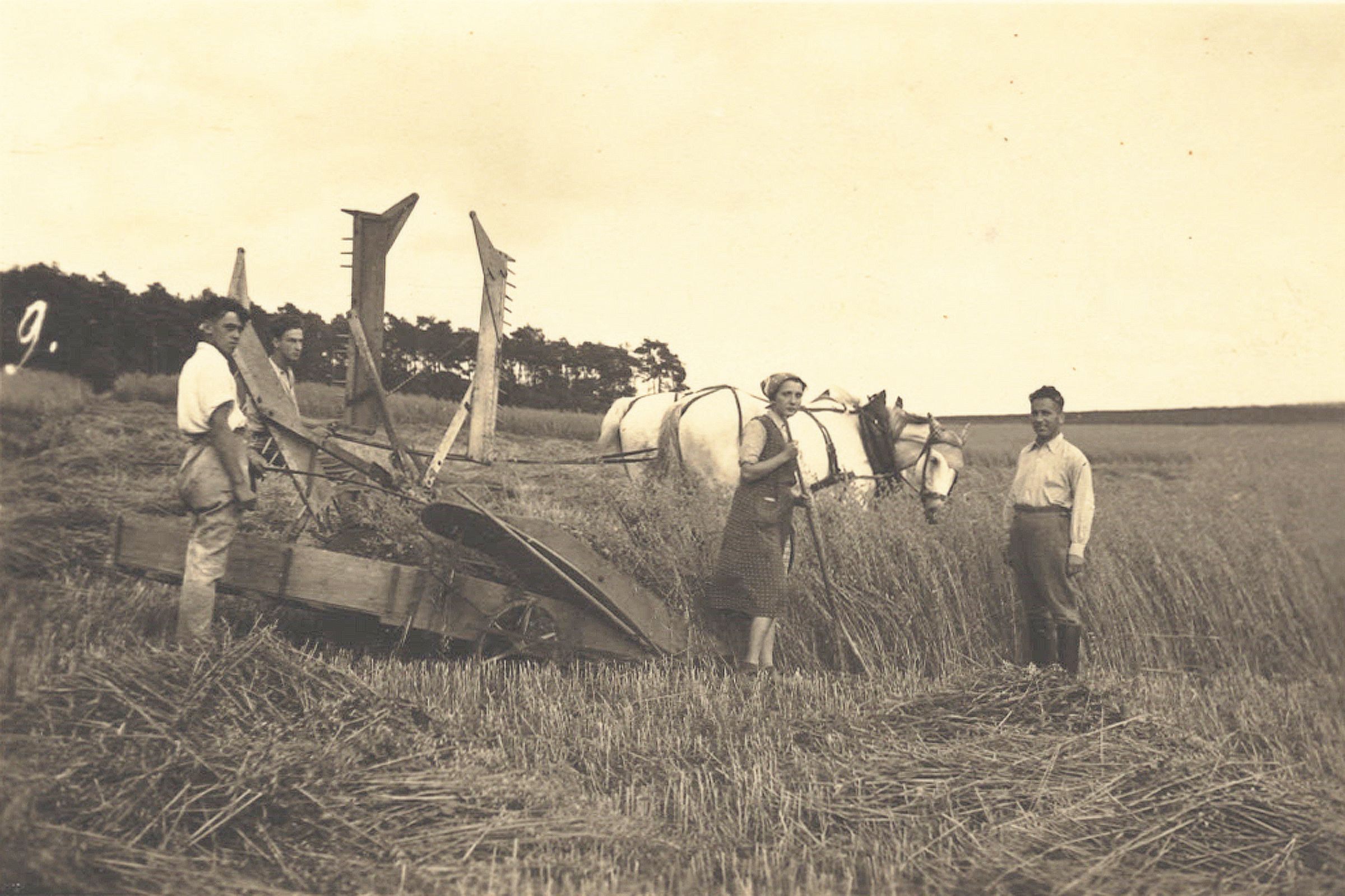During the harvest of grain in the south of England
